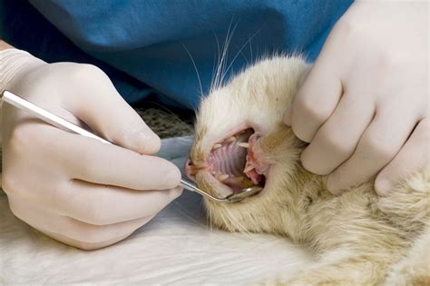 Cleaning reveals dental issues in cat